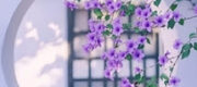 Bảy Năm Anh Đợi Em - Nhan Tự Nhĩ