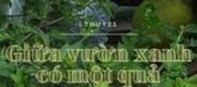 Giữa Vườn Xanh Có Một Quả Chanh