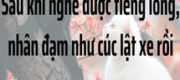 Nhân Đạm Như Cúc