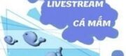 Phòng Livestream Cá Mắm