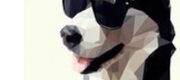 Tháng Ngày Giữ Mạng Bên Người Husky