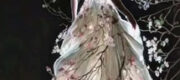 Tôi Chỉ Muốn Về Nhà - Mộng Nam Sương
