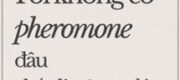 Tôi Không Có Pheromone Đâu, Chắc Là Cậu Ngửi Nhầm Rồi