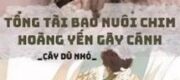 Tổng Tài Bao Nuôi Chim Hoàng Yến Gãy Cánh